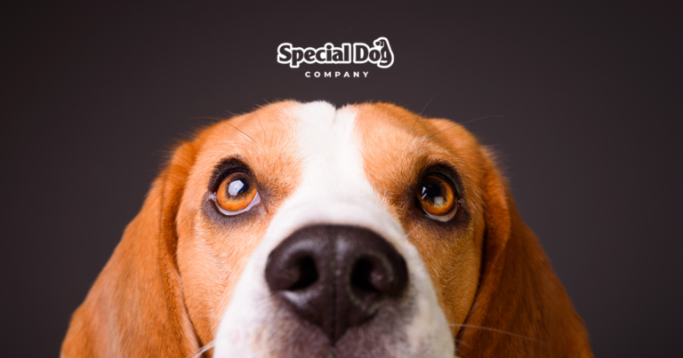 SPECIAL DOG COMPANY
