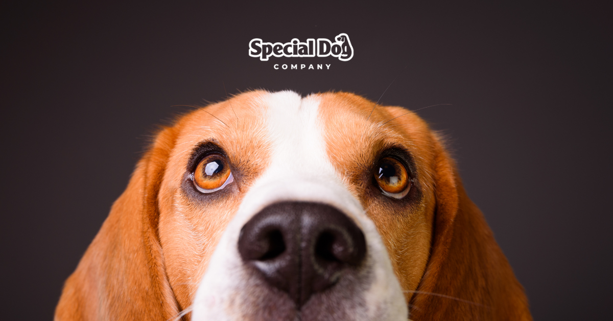 SPECIAL DOG COMPANY